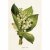 Vintage Post card Lily of the valley
